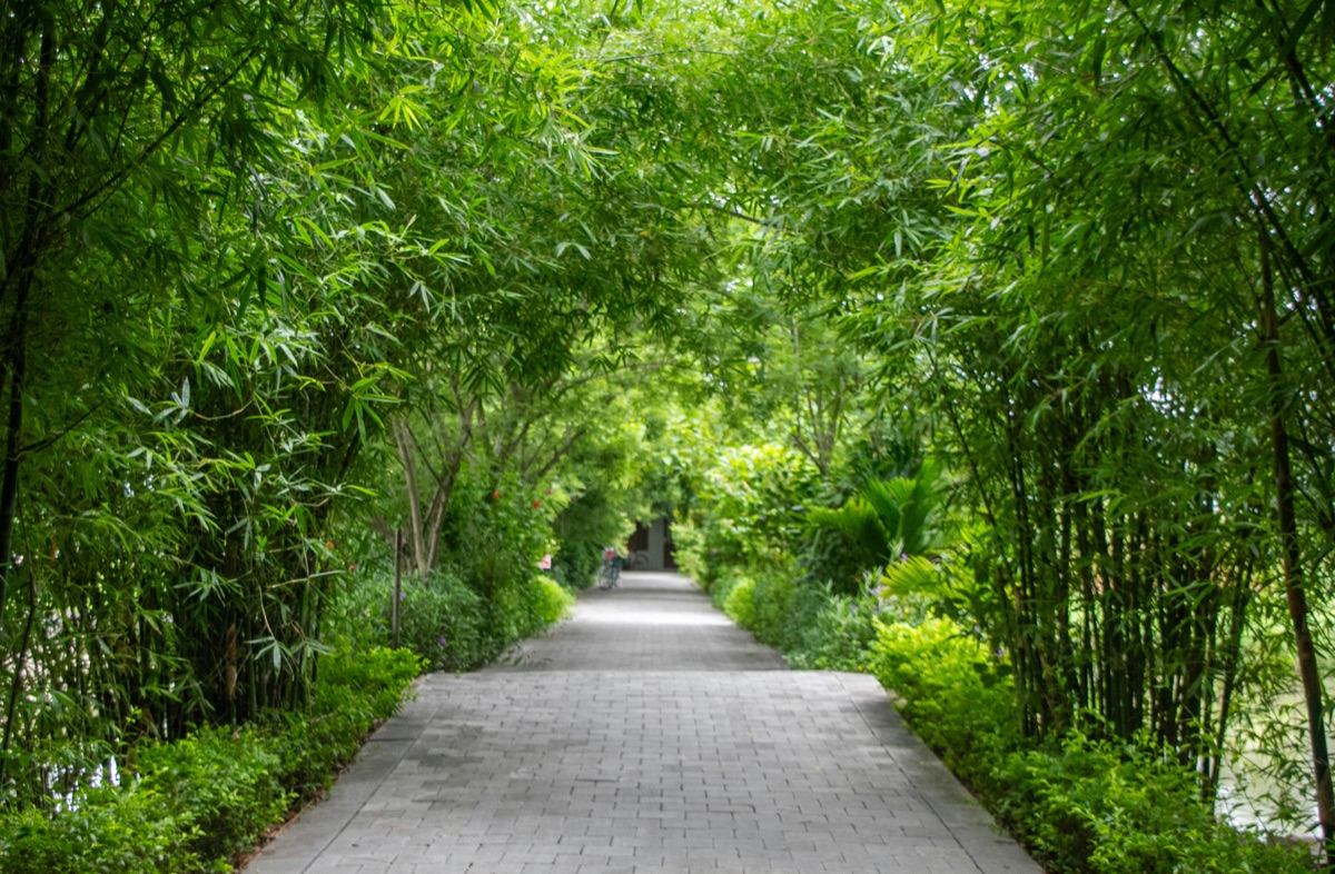 Lush bamboo-lined resort pathway ideal for FlexTram guest shuttle service